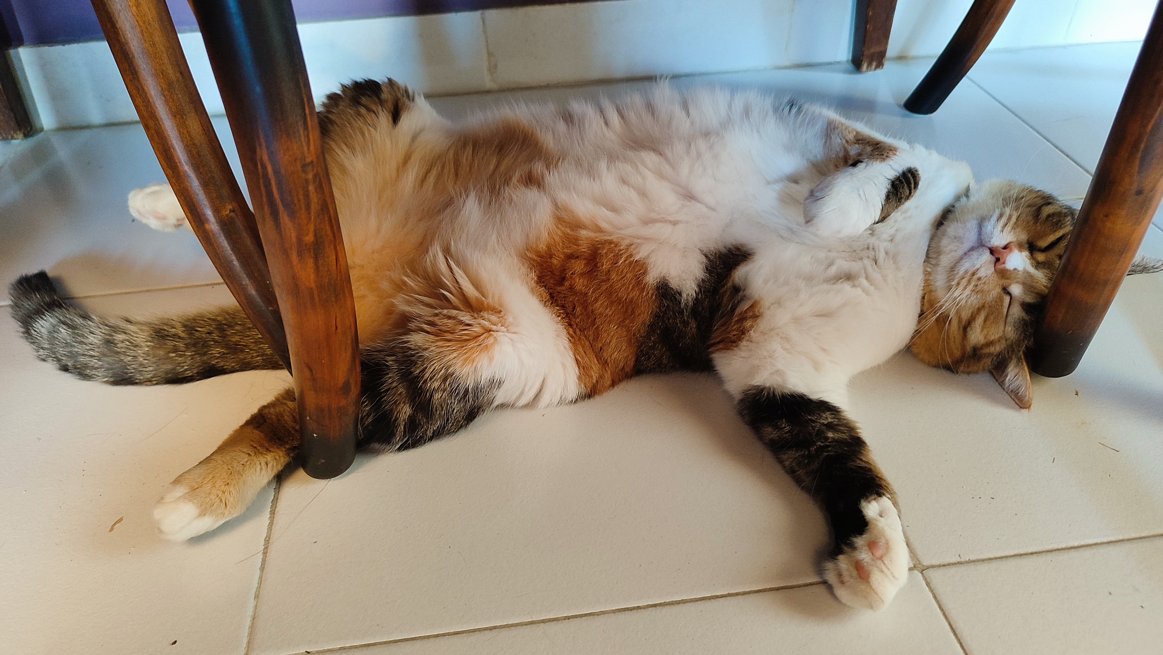 My calico cat Carrie sleeping on the tiles under the living room table, her head bumping against the leg of a wooden chair, belly up trying to catch some breeze.