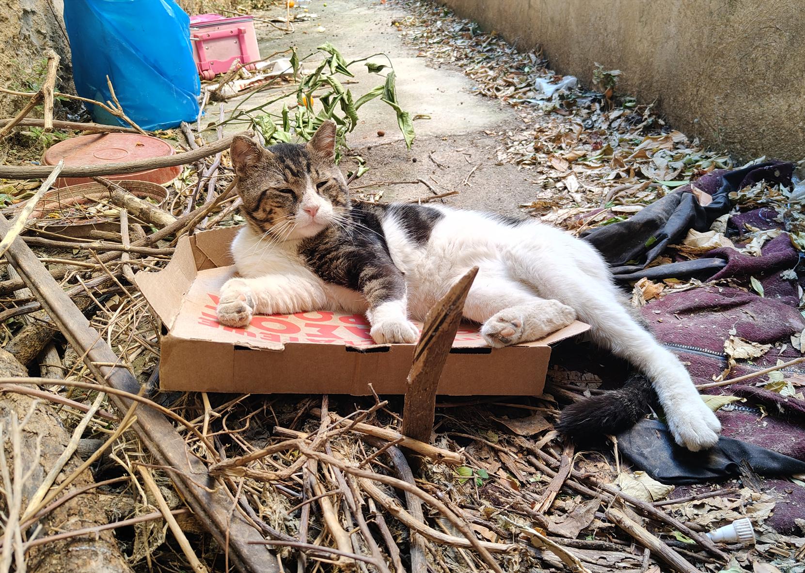 Photo of a small back alley with a male stray tabby and white cat with a calm and content look on his face, casually lounging on a discarded pizza box thrown on top of a pile of cut branches, old clothing, and other trash, with several other discarded items visible behind him.
