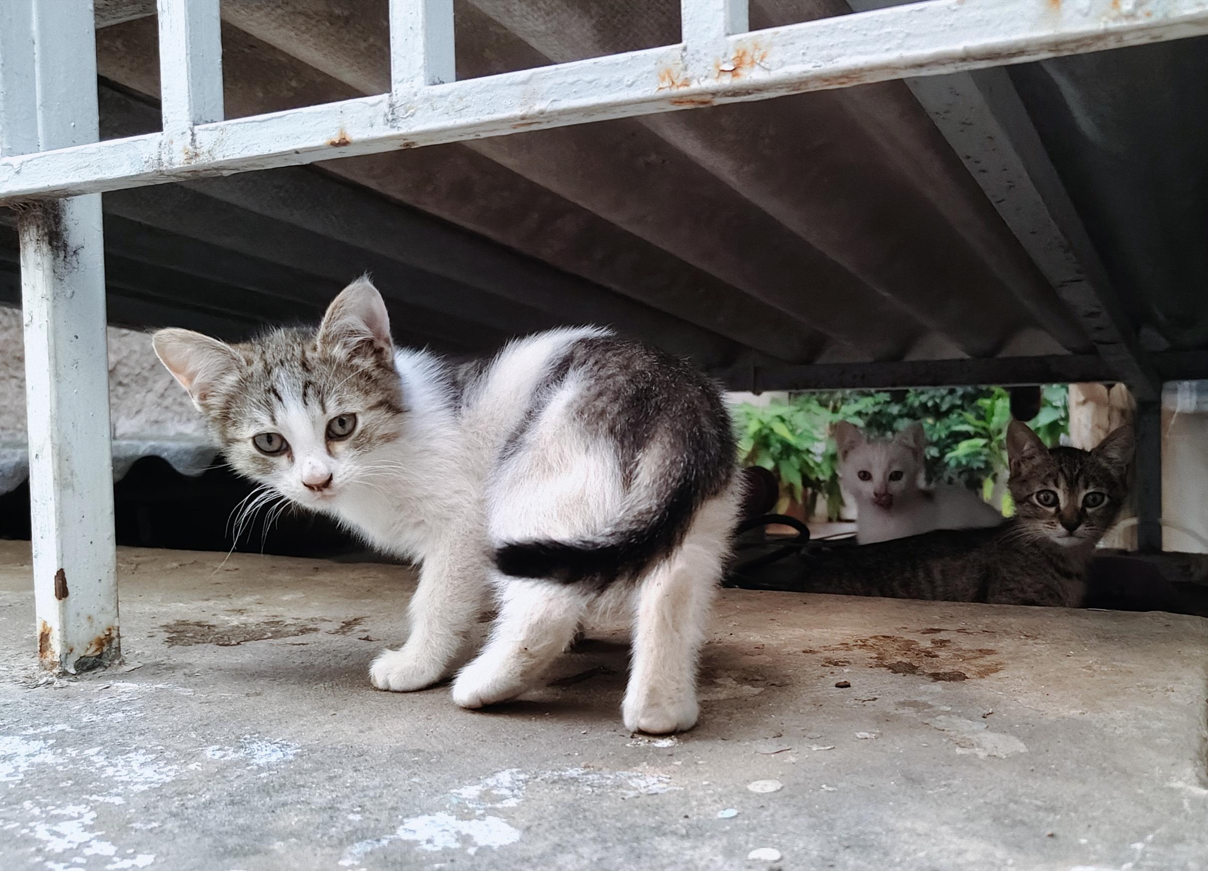 3 kittens standing on the short stone wall separating a back alley from the back yard of an apartment block, and on the roof of a small storing space inside the yard. From left to right, a tabby and white male kitten with his back turned to the camera, turning and looking at it curiously, behind it a white kitten and a tabby kitten standing slightly back and also staring curiously but intensely towards the camera.