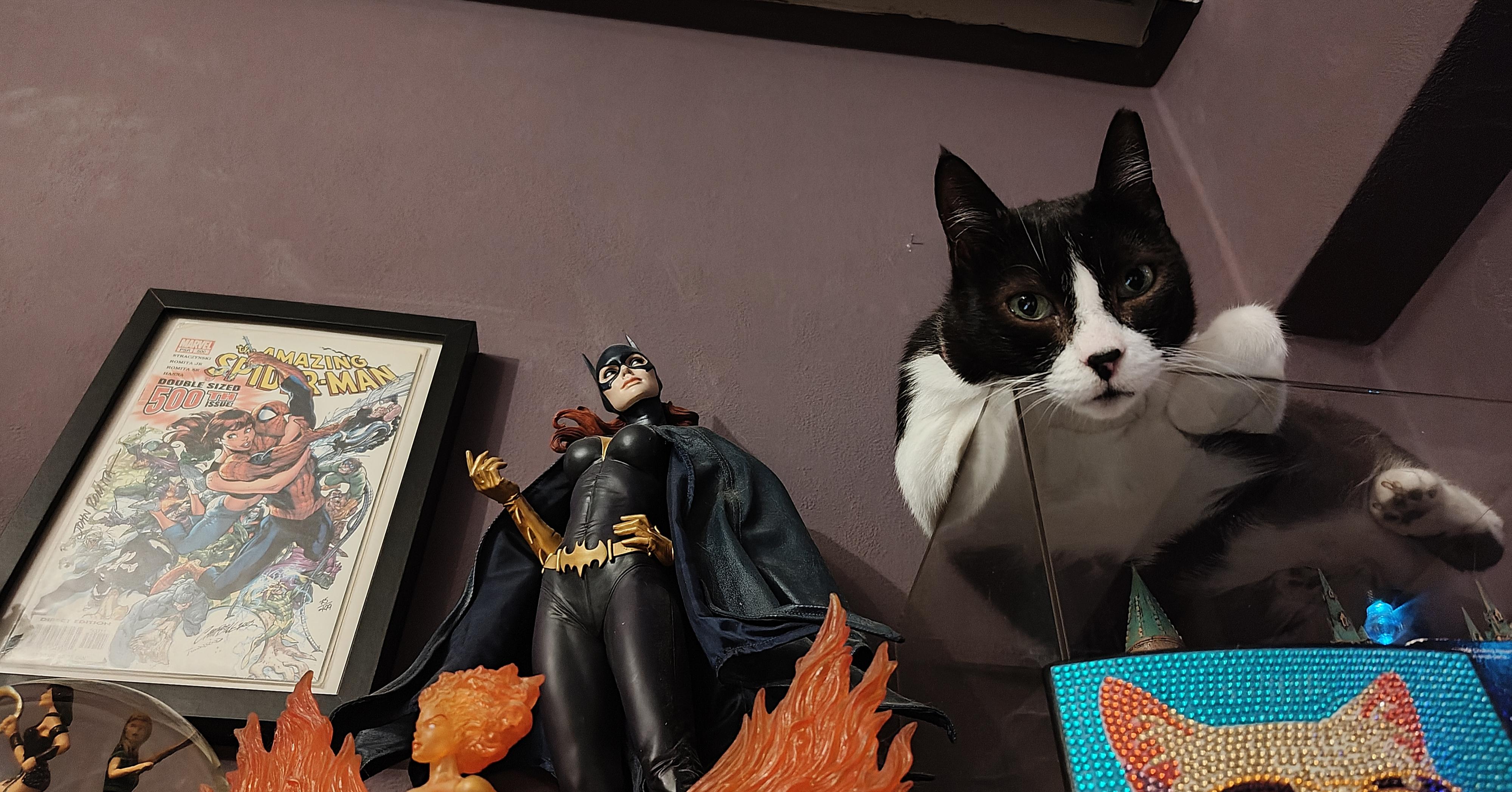 My tuxedo cat Tiffie casually lounging on top of an acrylic display case amongst several other figurines on the top shelf of the desk, her flattened belly and paws visible from underneath as she is lazily looking downwards towards the camera.