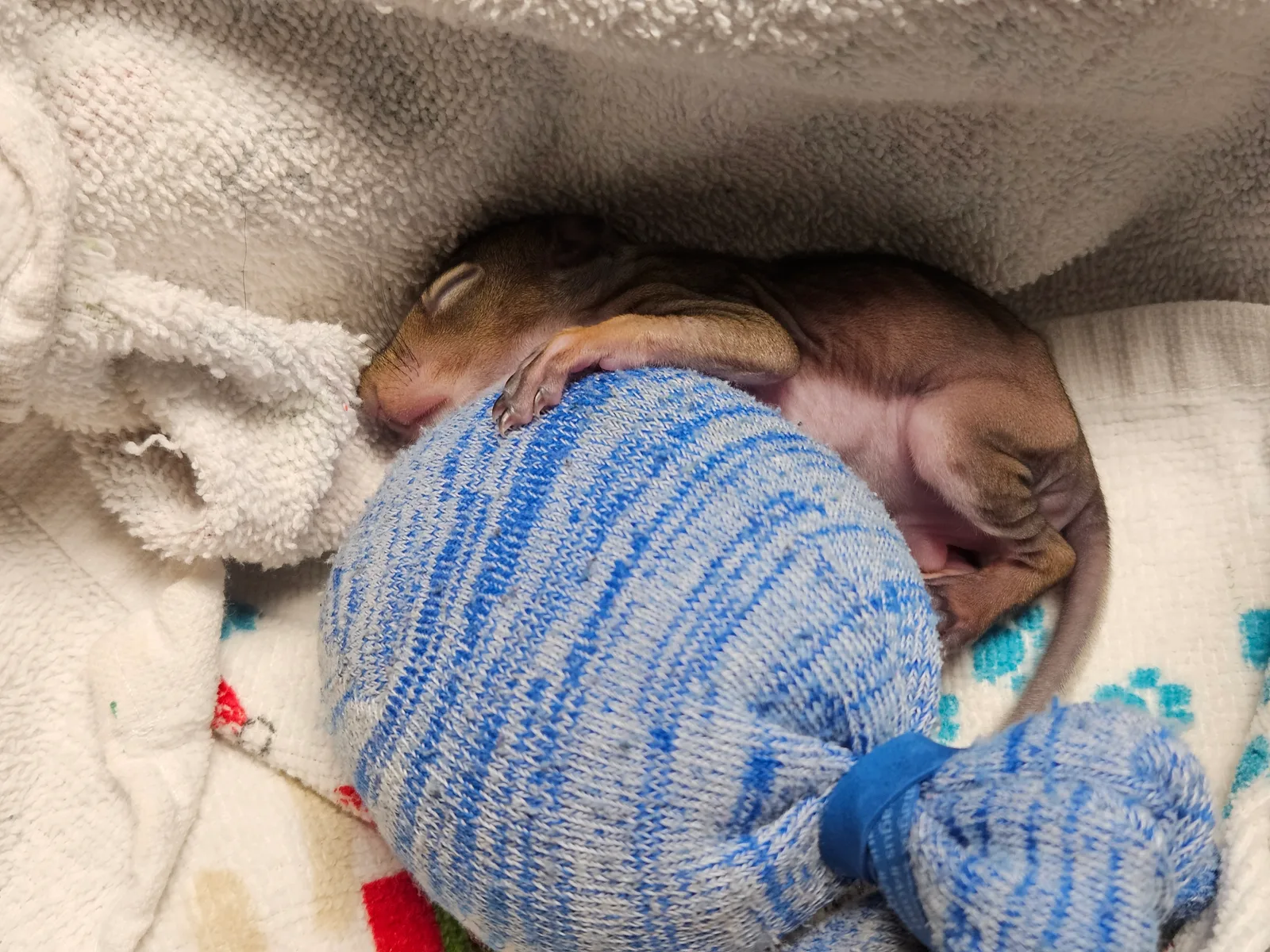 Scrat ("Booger" McSquinty Gilzow): Time for a little post-dinner nap.