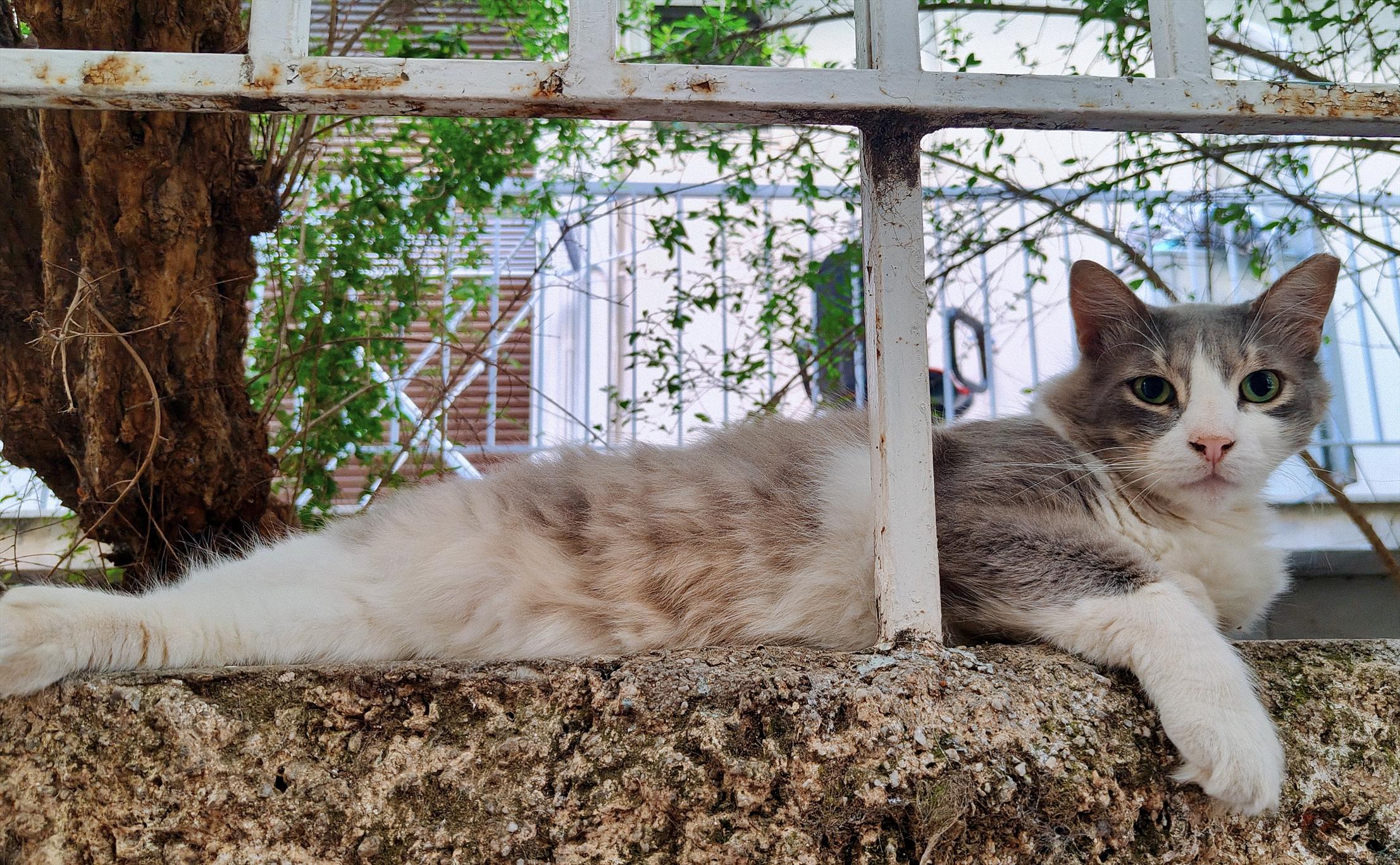 A long haired female stray cat casually lounging on the stone wall separating the yard of an apartment block from a back alley, she is laying on her side, floofy belly exposed, as she is lazily staring forward towards the camera. There are several brunches with leaves visible behind her in the background.