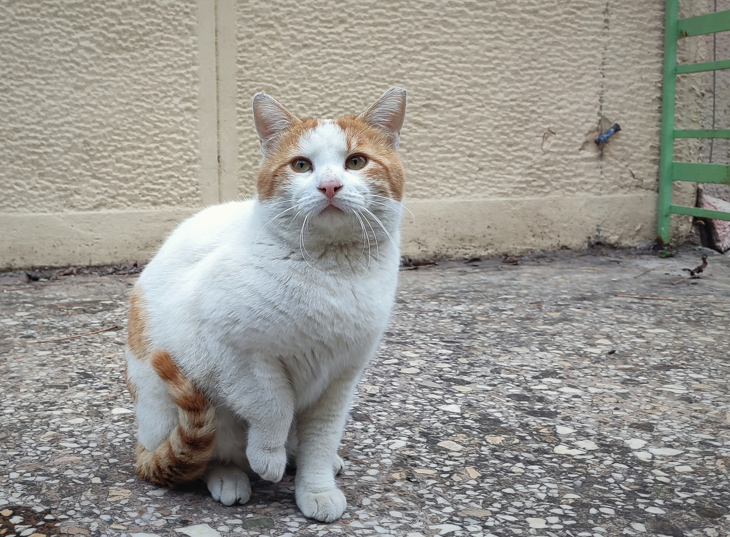 A visibly well-fed stray ginger and white male cat standing in the front porch of an old abandoned house, giving a sassy look to the camera as he is slightly raising his front paw in a curled up position.