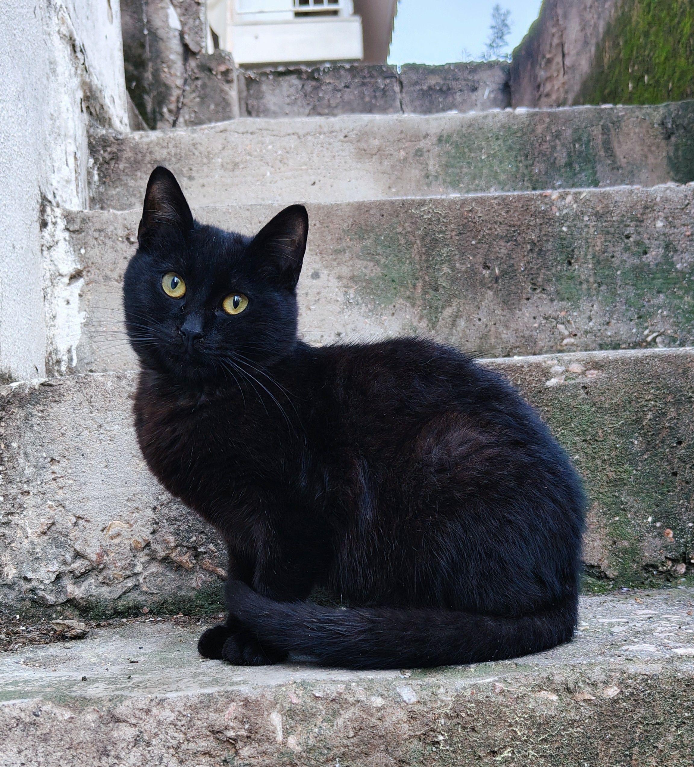 A pitch black male stray kitten standing on the concrete steps of an outdoors staircase, looking cutely at the camera.