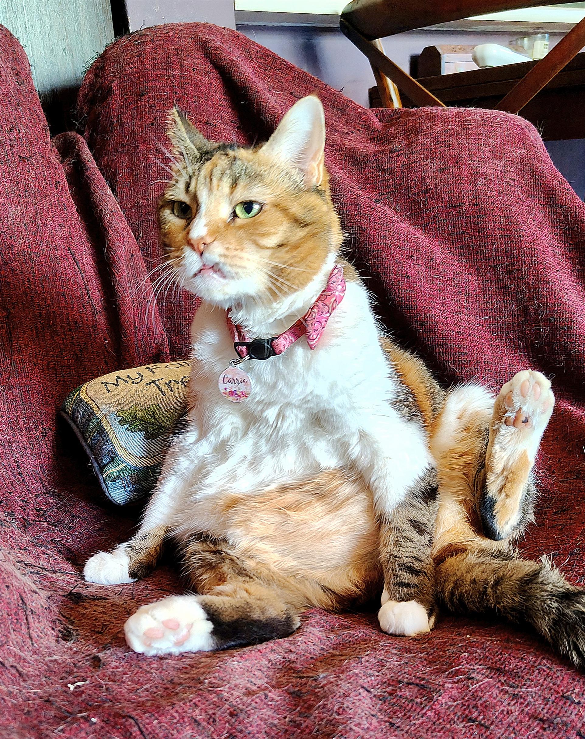 My calico cat Carrie sitting in an unorthodox position, somewhat in a human-like way back paws widely open resembling a manspread, her front paws touching the chair she is sitting on, a very grumpy look on her face as her bottom fang is poking out.