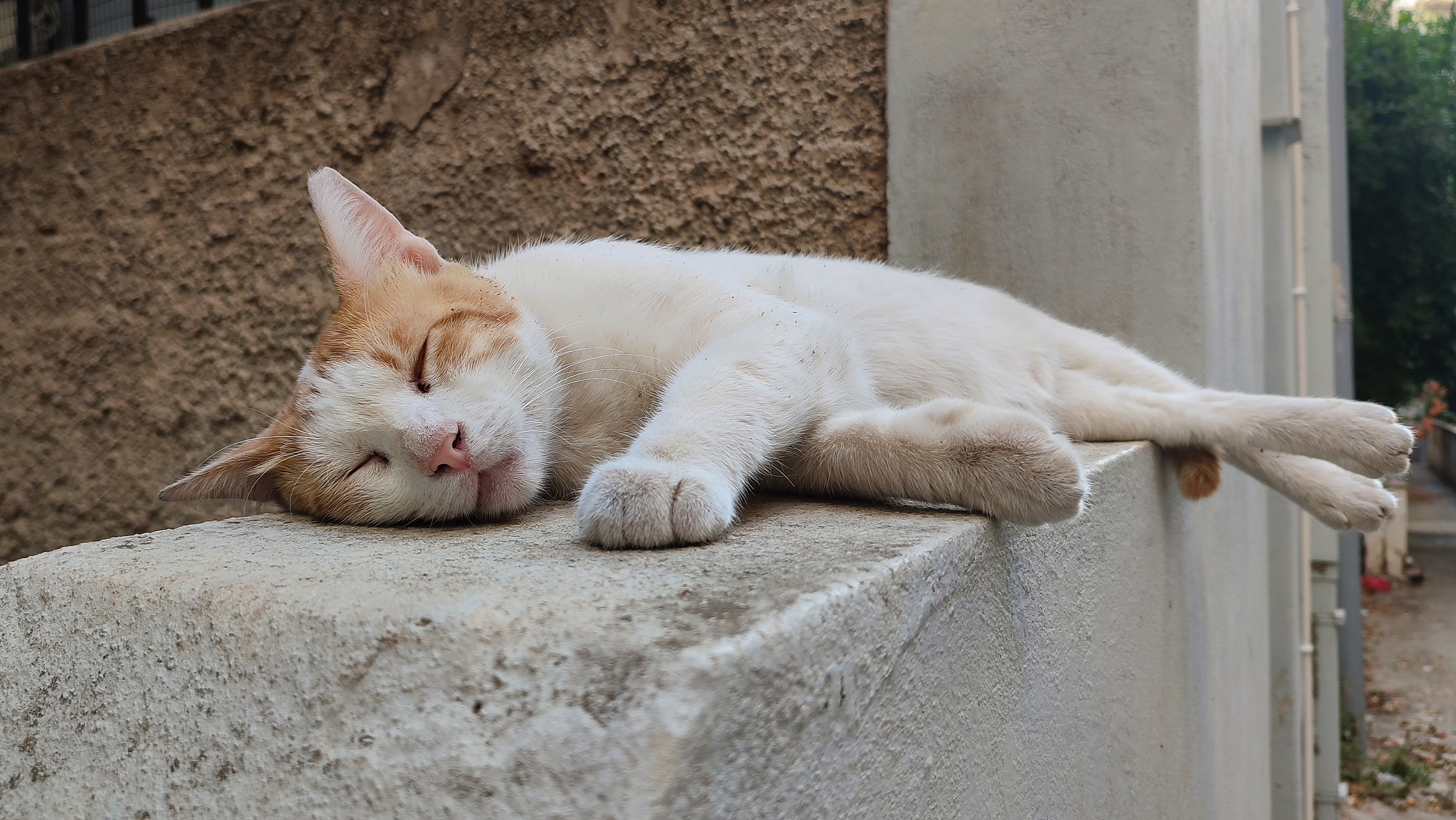A ginger and white male stray cat deeply asleep on top of the short concrete wall separating a small back alley with the back yard of an apartment block