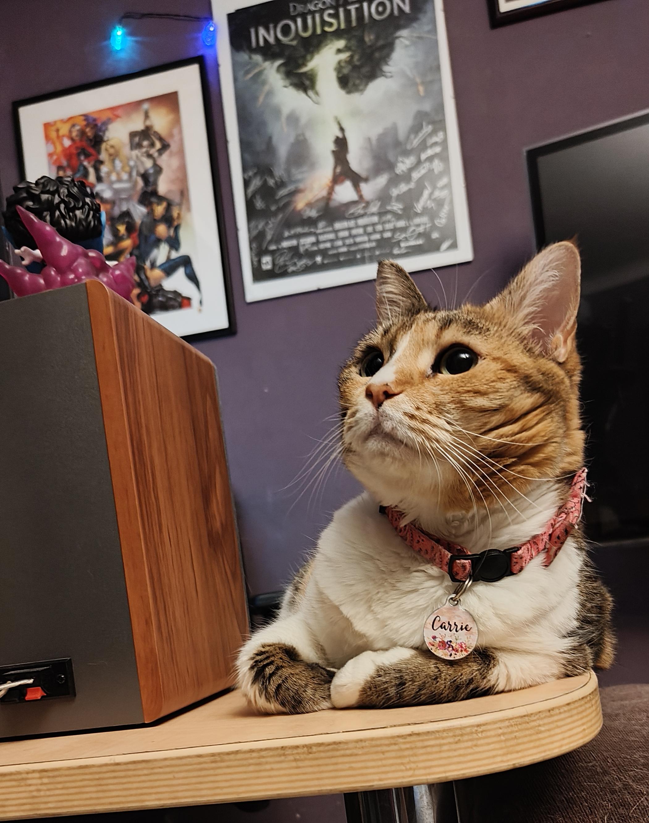 My calico cat Carrie lounging on the desk next to the speaker, she is looking upwards and staring at the AC across the room with wide eyes and a curious look on her face.