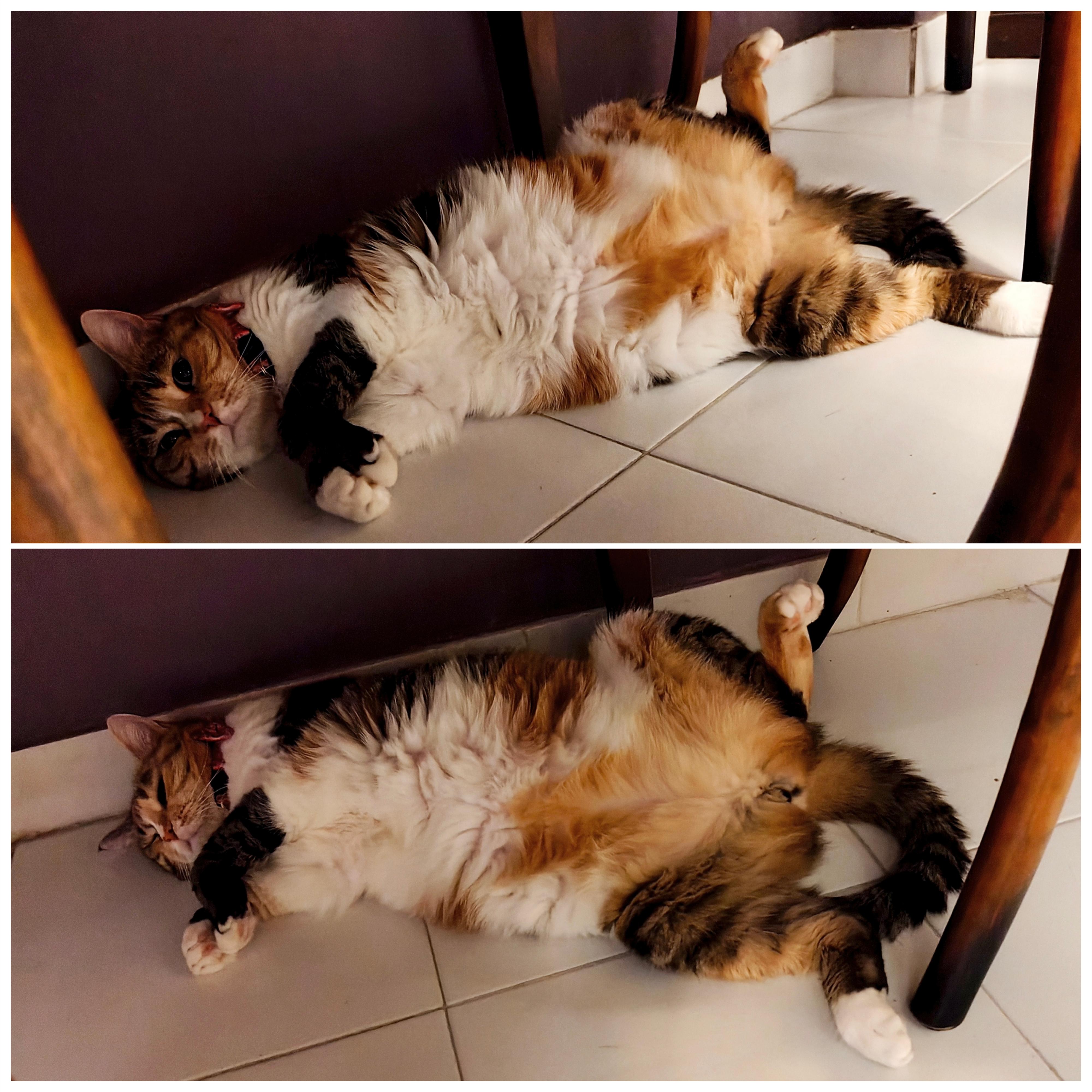 Two images of my semi-long haired calico cat Carrie, laying under the dining table on the tiles, belly up, full manspread, with an exasperated look on her face trying to catch as much cool air from the AC as possible.