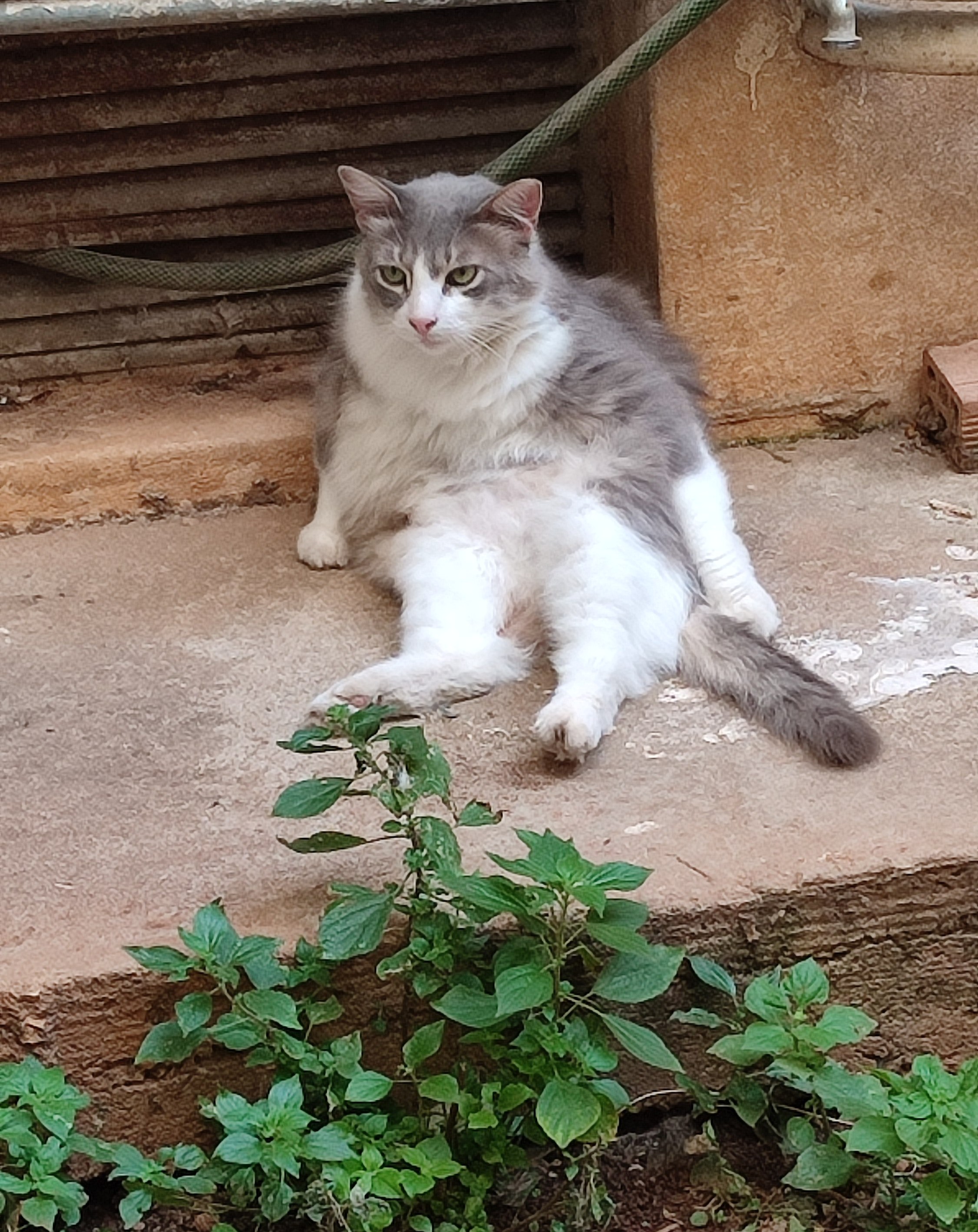 A long haired grey and white stray cat sitting in the back yard of an apartment block near a faucet and some freshly-watered plants, in a very human like position with her back against the wall, belly fully exposed, with a rather dissociating look on her face as she is trying to catch some cool.