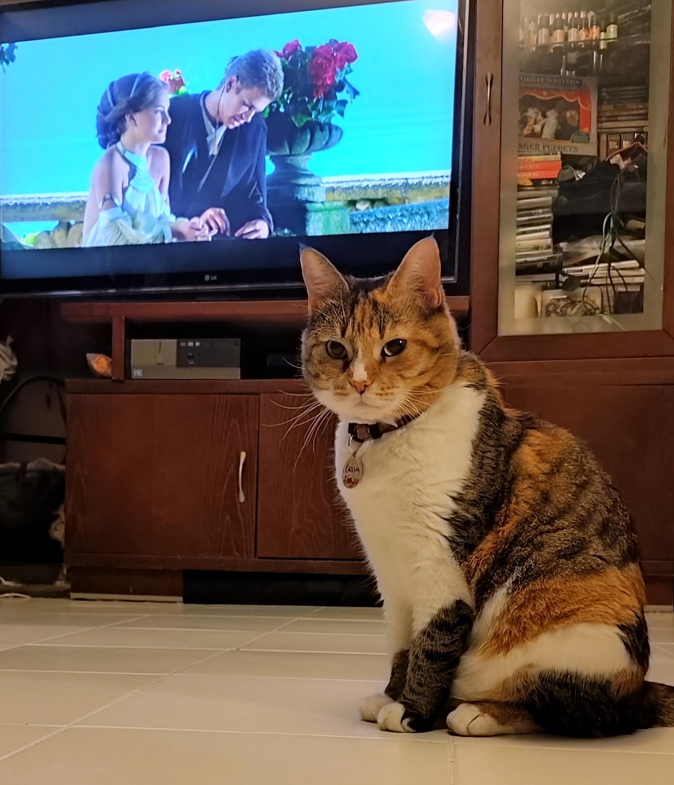 My calico cat Carrie standing in front of the TV with a particularly grumpy look on her face as the infamous scene between Anakin and Padme where he says the “I Don't Like Sand” quote is playing on screen.