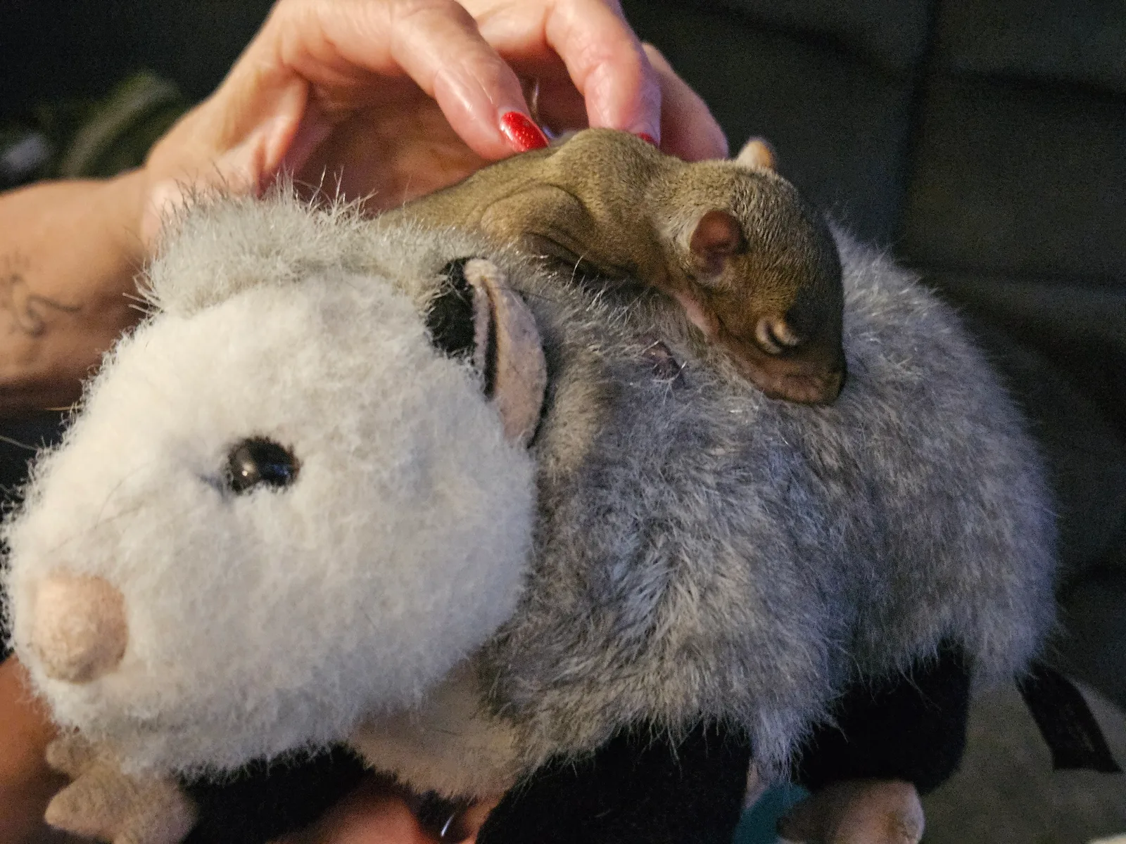 Scrat ("Booger" McSquinty Gilzow): My favorite toy!