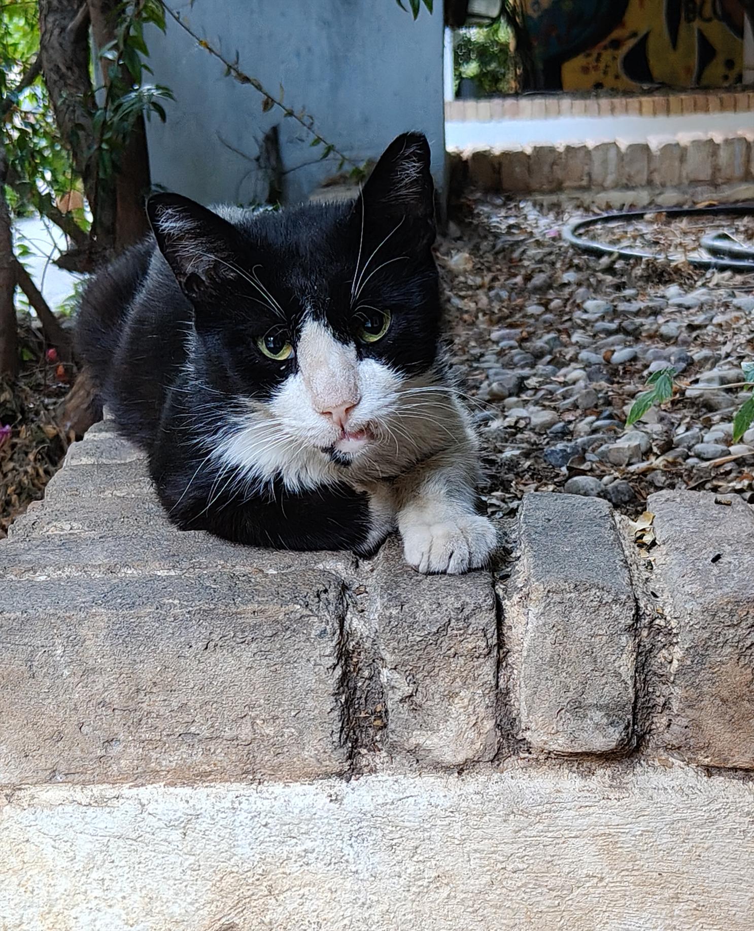 A male tuxedo cat, lounging near the entrance of an apartment block among some plants, with a noticeably irritated look on his face having been abruptly awakened by a passing by car.
