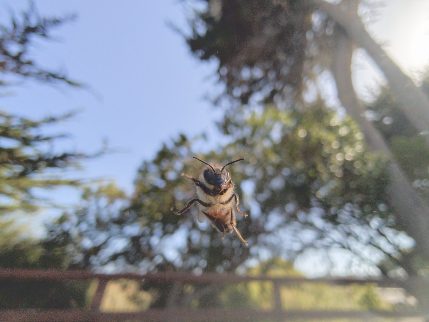 The underside of a bee that landed on the car windshield. There are trees and a blue sky in the background.