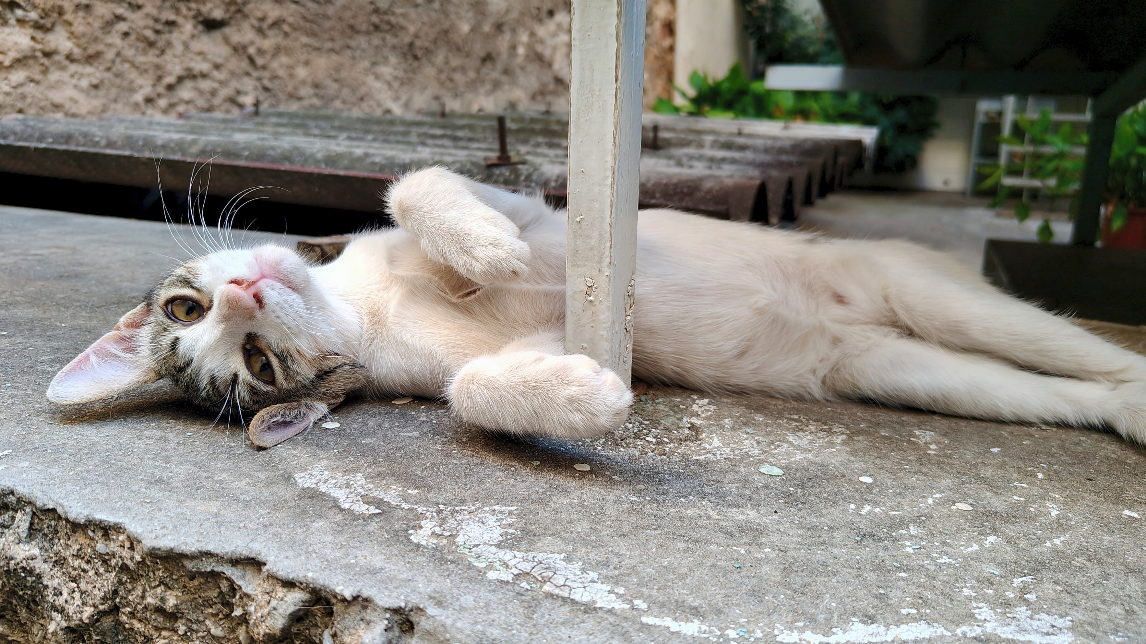 A young, male, tabby and white stray kitten laying down on a short concrete wall sepaarating a back alley from the back yard of an apartment building. He is playfully laying on one side, belly fully exposed, front paws curled as one of his ears is squished against the concrete while he is sassily looking towards the camera.
