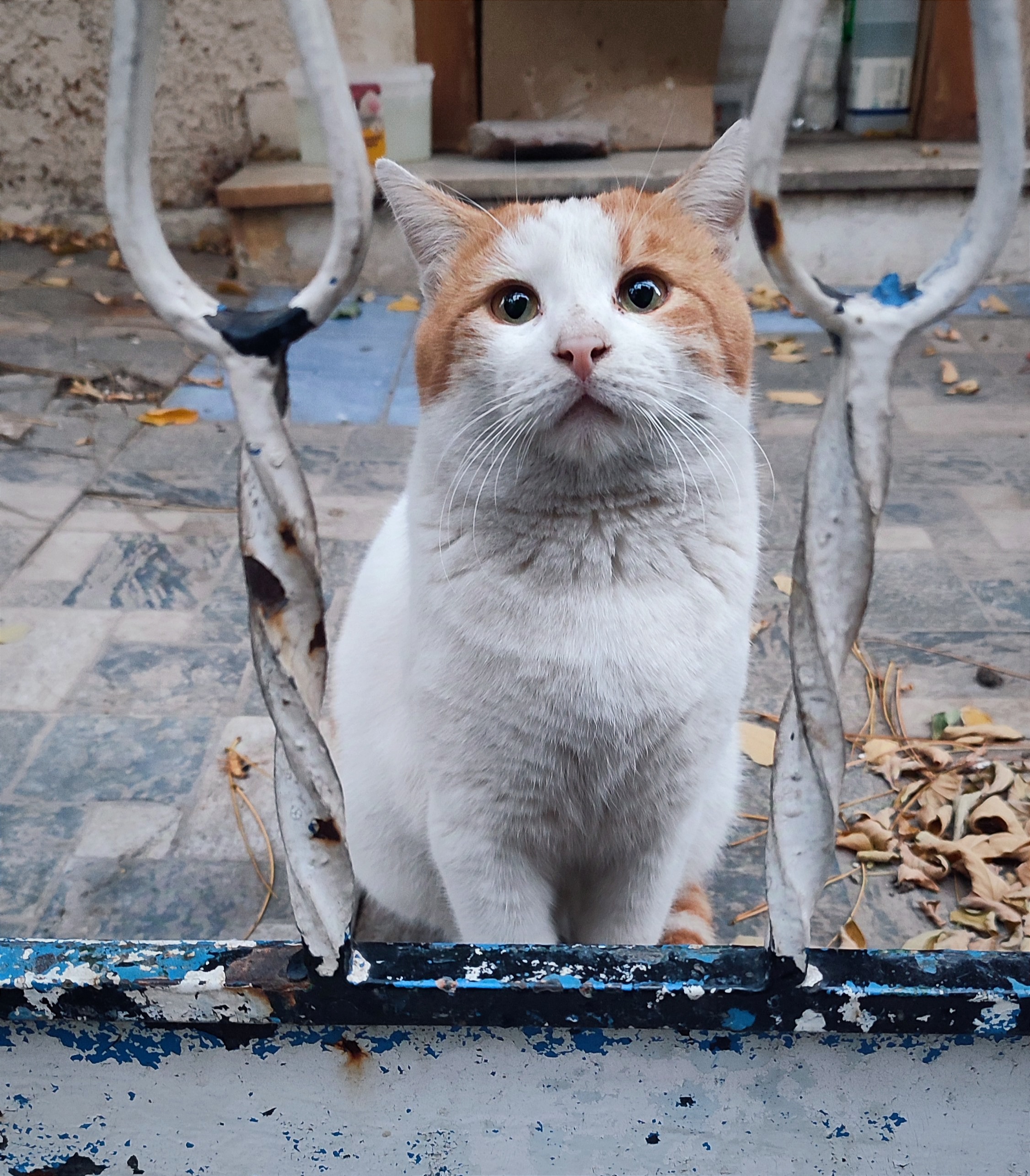 A visibly well-fed, gloriously curvy, stray ginger and white male cat, looking longingly behind the iron gate of an old abandoned house.