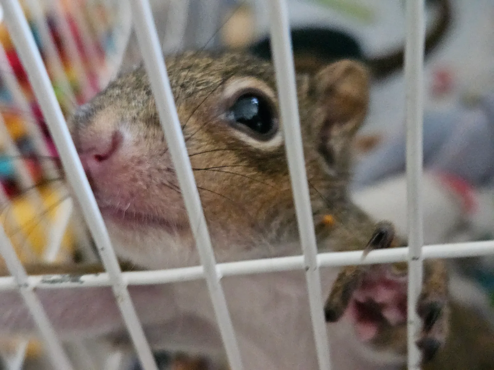 Scrat ("Booger" McSquinty Gilzow): It's hard to get a picture of me cuz I'm really fast now.