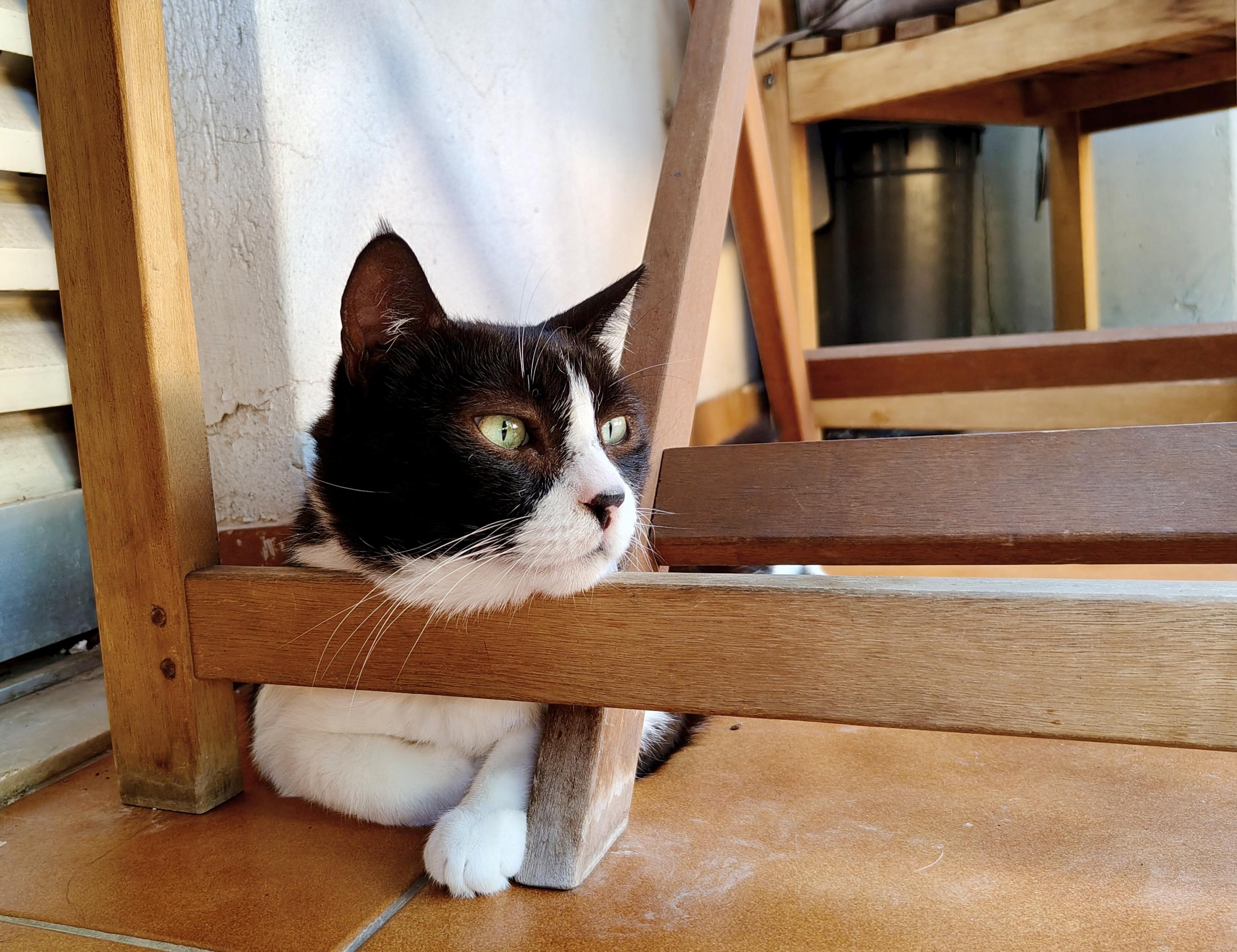 My tuxedo cat Tiffie having squished in the small space between the wall and the balcony wooden table, resting her head on the point where the table's legs and the horizontal part of a wooden chair meet, looking as chill and comfortable as they come. Totally ignoring both the cushioned seats that are at her disposal.