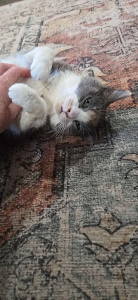 Eaty Biscuits Fuzzglitter: I didn’t use to like belly rubs until my siblings showed me that they’re okay.