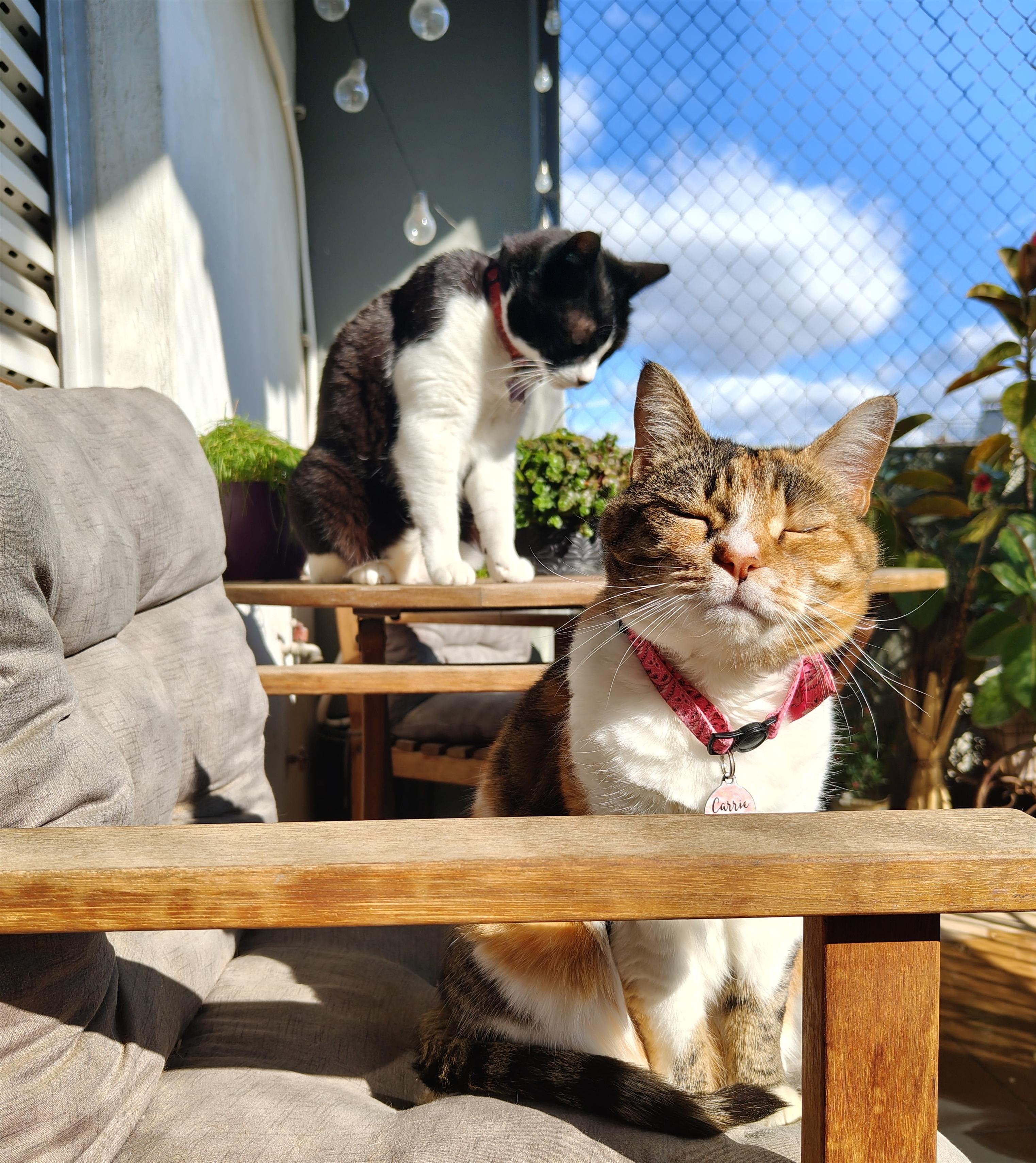 My calico cat Carrie and my tuxedo cat Tiffie outside on the balcony enjoying the sun. Tiffie is standing on the wooden table in the background as Carrie is in the forefront, eyes close, a content look on her face, as the sun is hitting her from the side.
