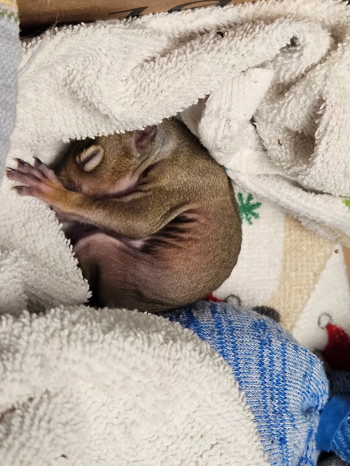 Scrat ("Booger" McSquinty Gilzow): Partied too hard with Mom today.