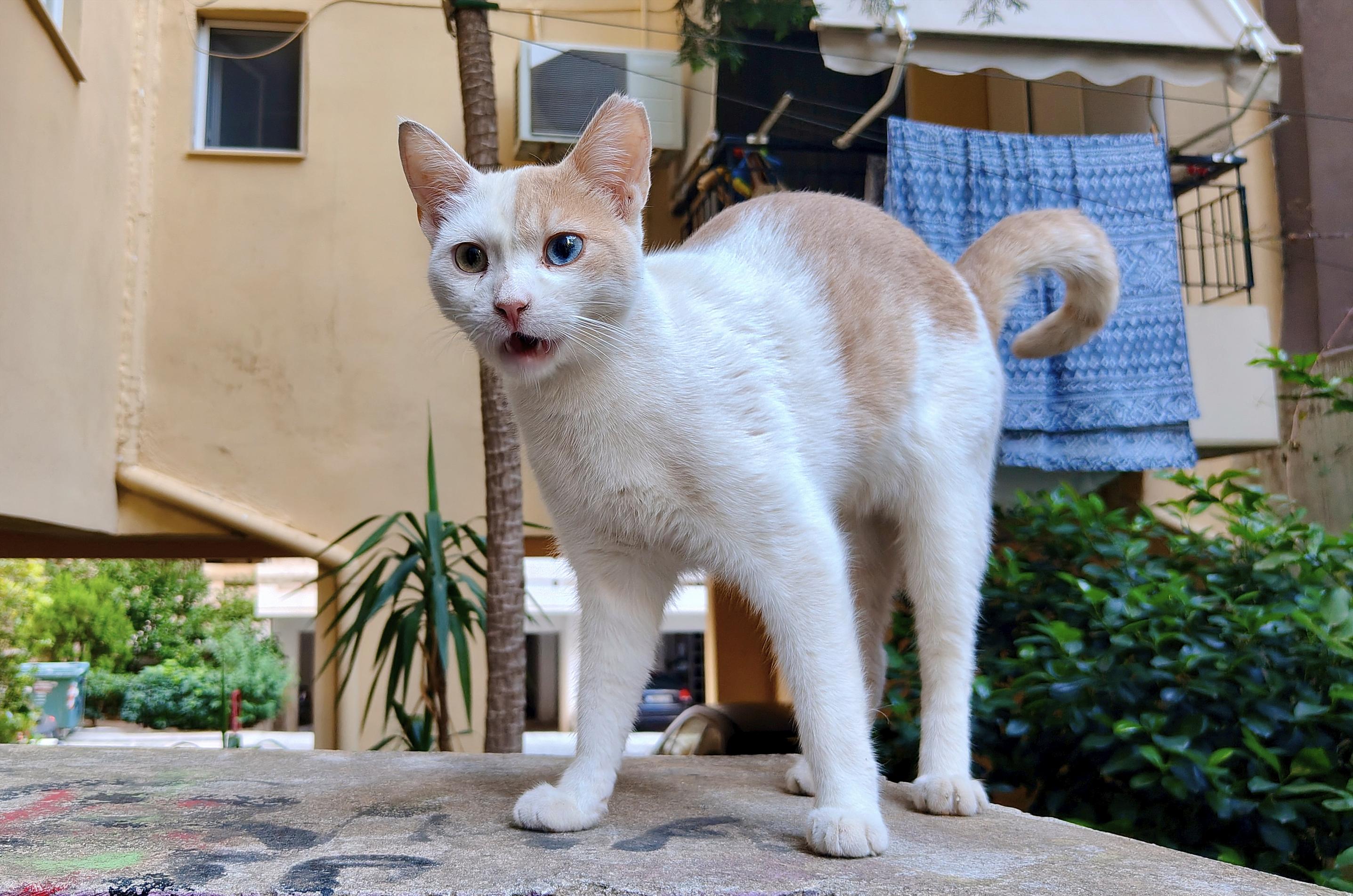 A stray faded ginger and white female cat with heterochromia, her right eye being bright green and her left eye is bright blue. She is standing on the short stone wall in front of an apartment building with a yard visible behind her. Her mouth is slightly agape, revealing her two lower tiny fangs, giving her a look of surprise on her face.