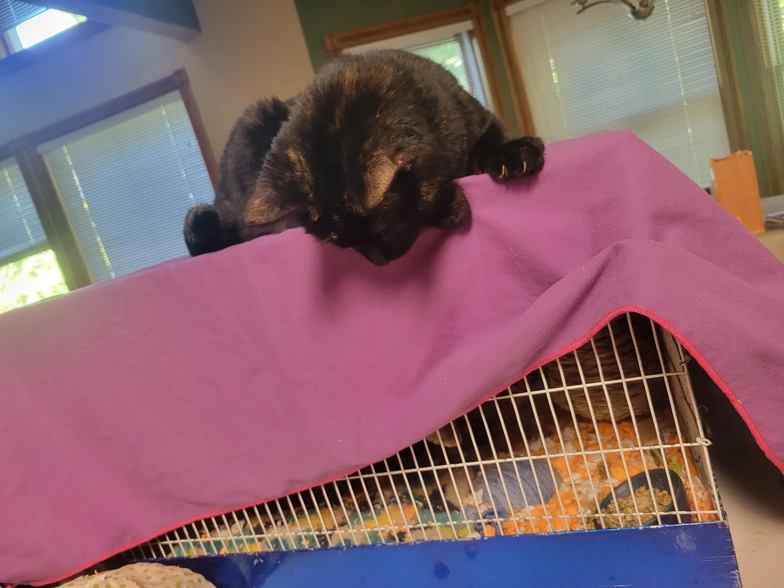 Scrat ("Booger" McSquinty Gilzow): My friend Bug got tied waiting for me to wake up, so she removed my cover for me. She's such a good friend.