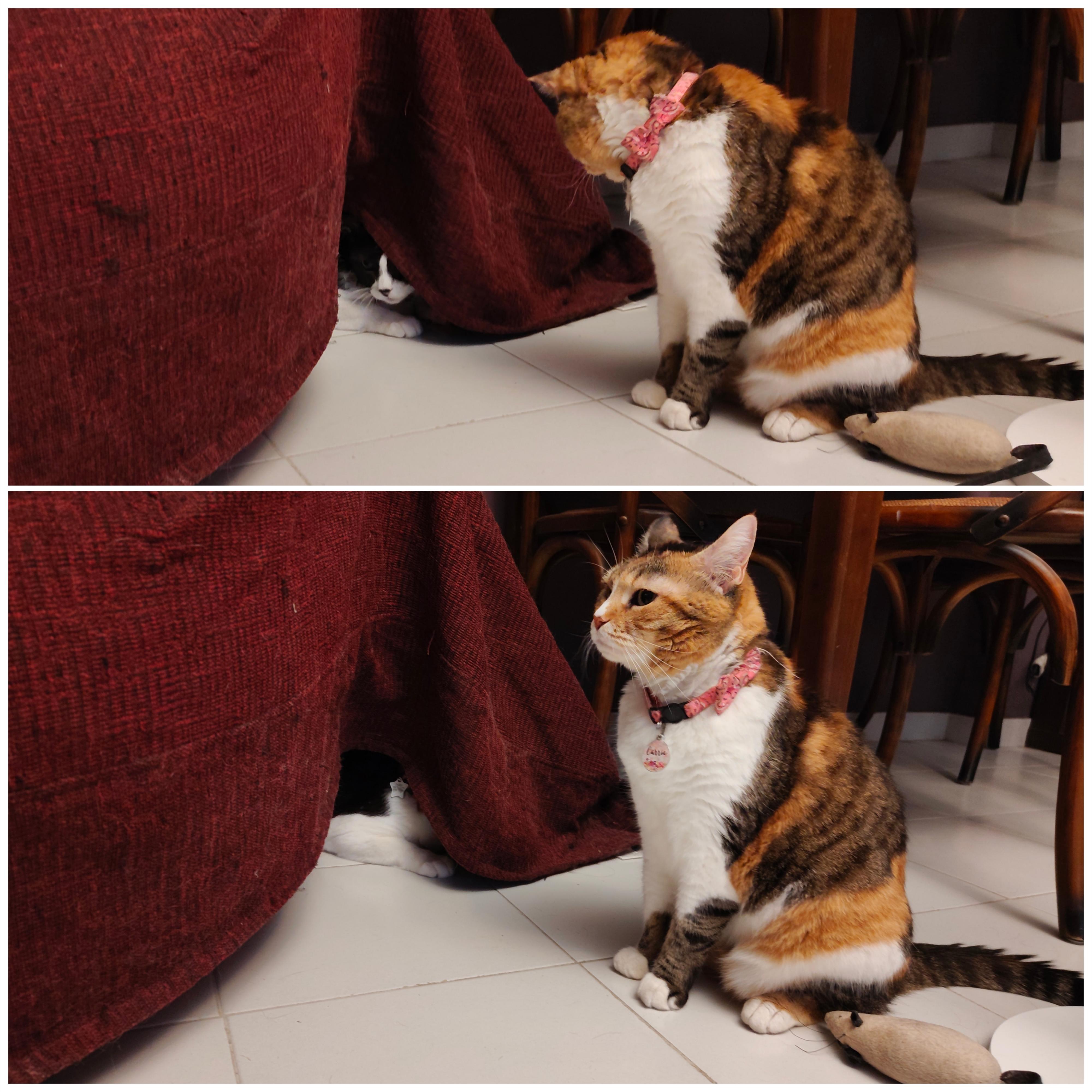 Two images of my tuxedo cat Tiffie hiding under the throw of an armchair as half her face and her front paw are perfectly visible, as my calico cat Carrie leans down noticing her, then looks up looking slightly disappointed as Tiffie remains convinced she has not been seen.