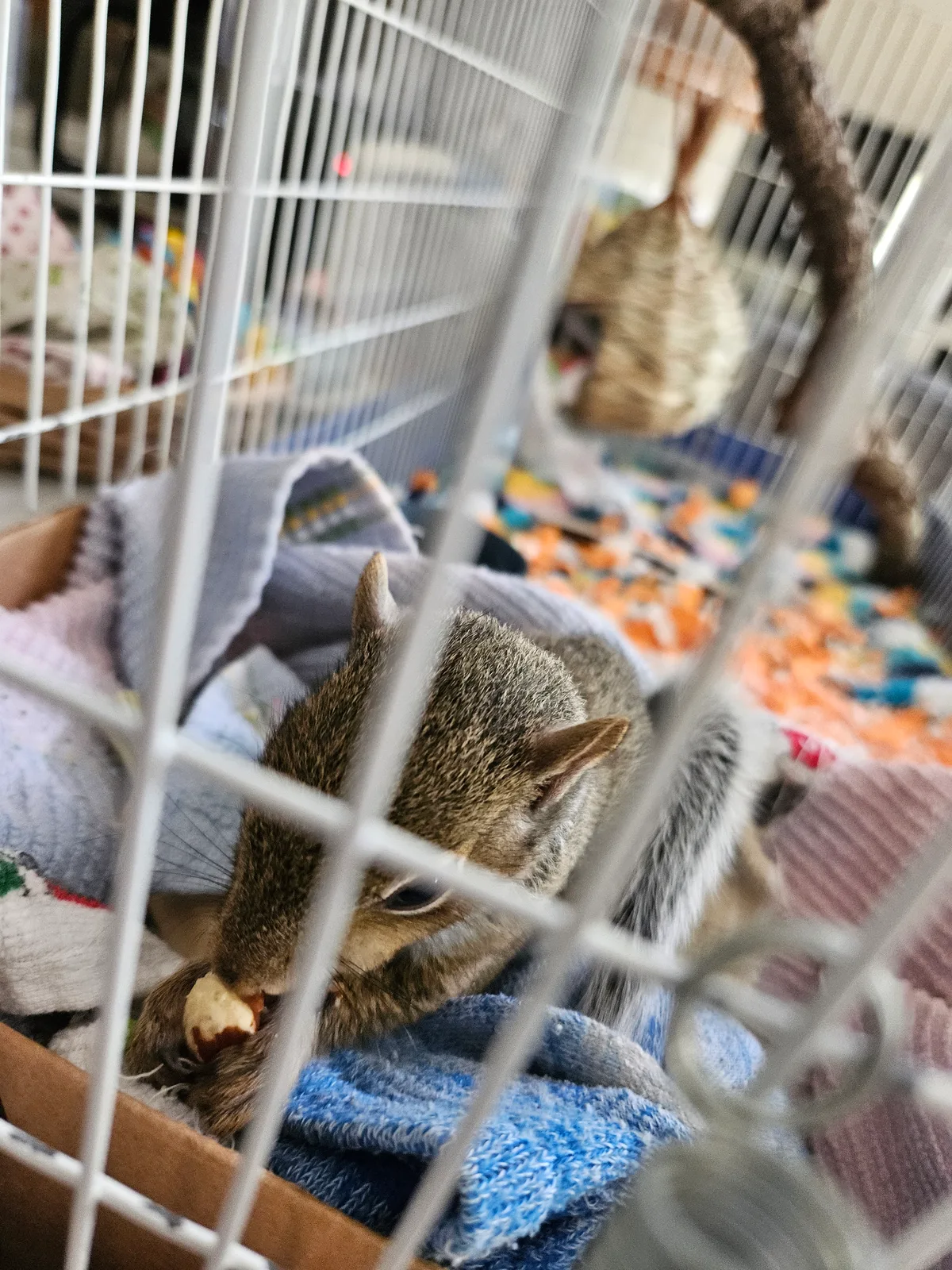 Scrat ("Booger" McSquinty Gilzow): I'm getting to be so big! I've started to eat real food!
