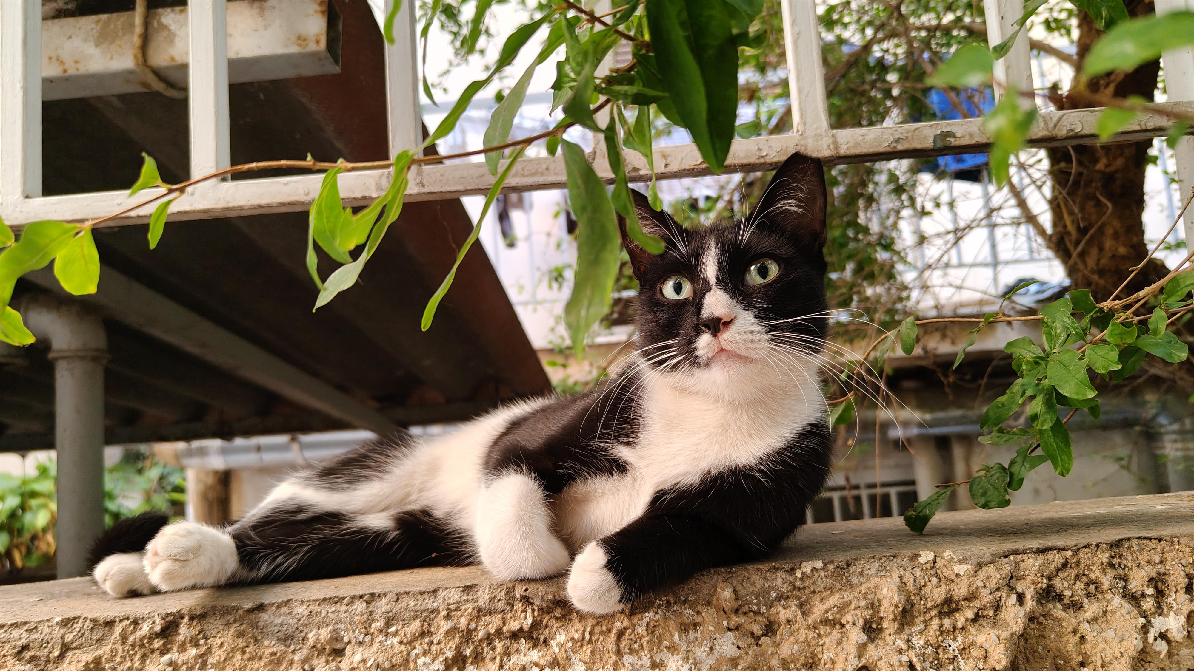 A female tuxedo cat with a distinctive nose with black markings casually lounging on the stone wall separating a back alley from the yard of an apartment building, surrounded by brunches and leaves.