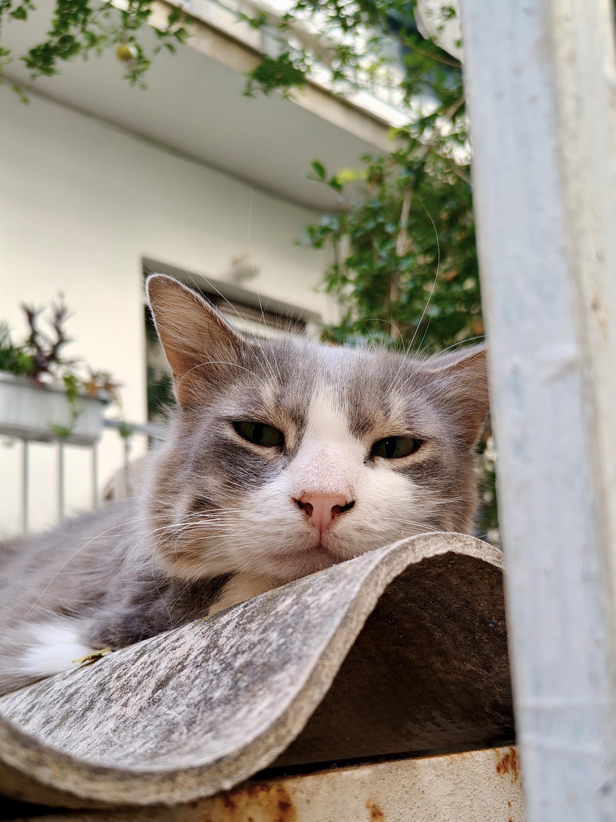 A lazy looking long haired grey and white stray cat, casually lounging on the tin roof of an outdoors space, with visible brunches and leaves behind her as she is staring mildly unimpressed towards the camera.