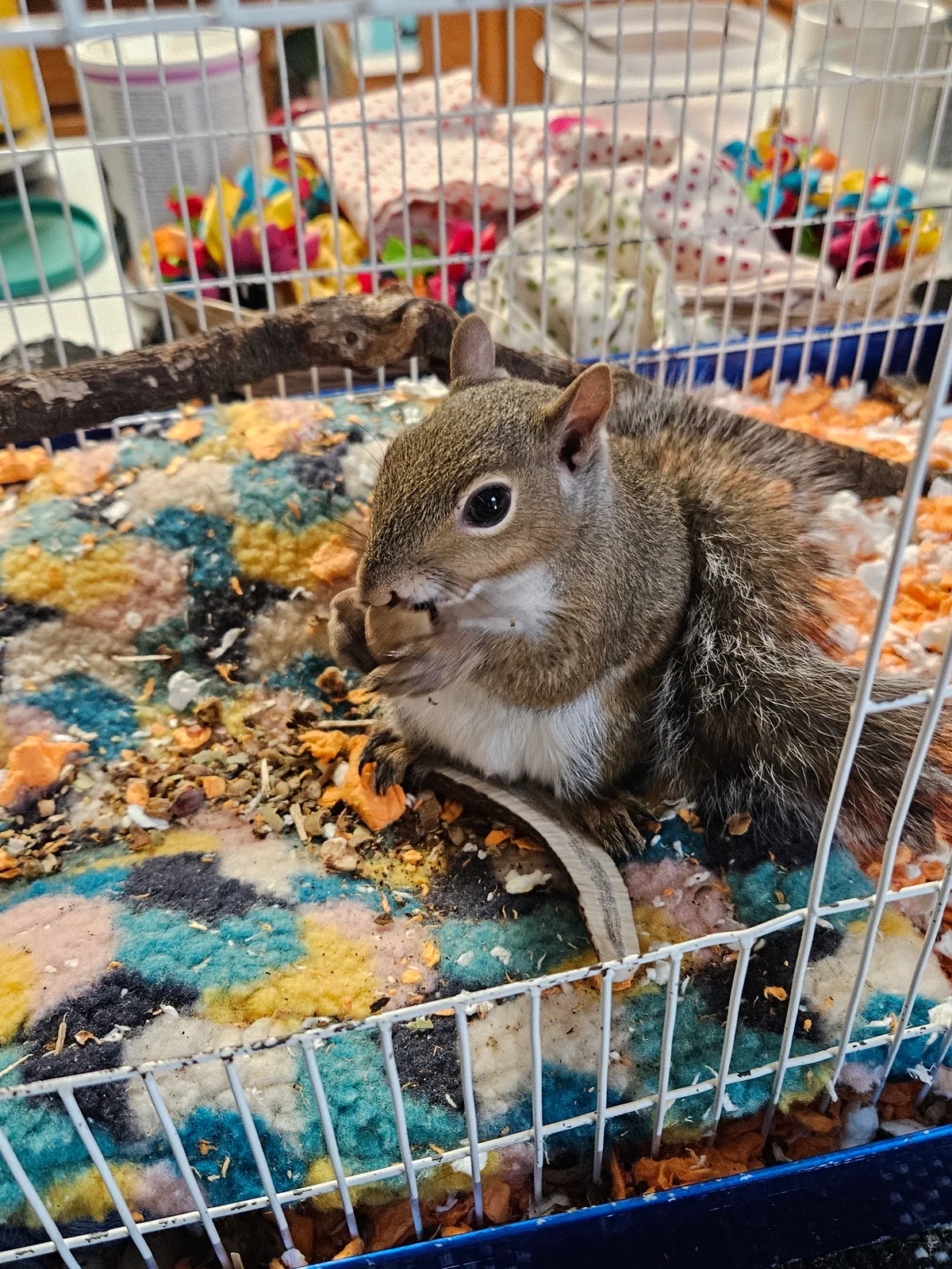 Scrat ("Booger" McSquinty Gilzow): One of the humans has a friend who lives in the country. He has so many acorns the squirrels there can't eat them all! They are SOOOOO yummy! Way better than what i normally get.
